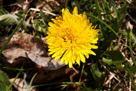 小的花