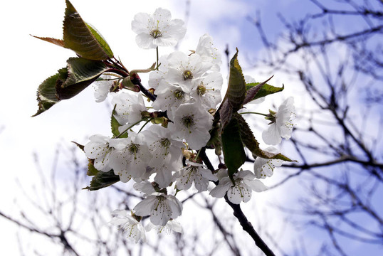 櫻花