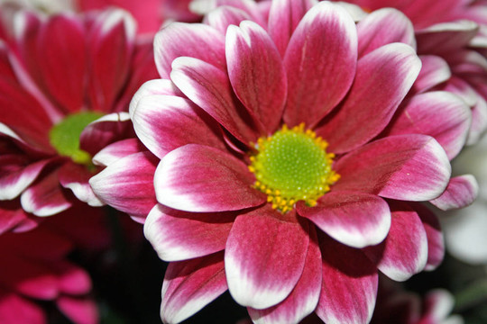 混合紅花