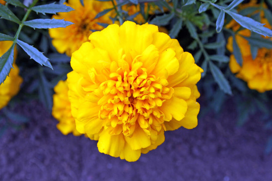 橙色金盞花