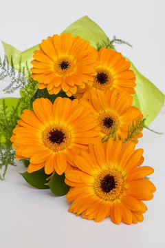 束橙色Gerbera