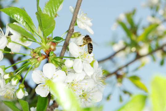 蜜蜂