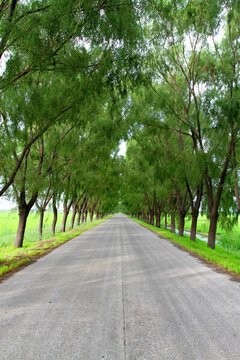 田間道 田間 小路 樹 田野