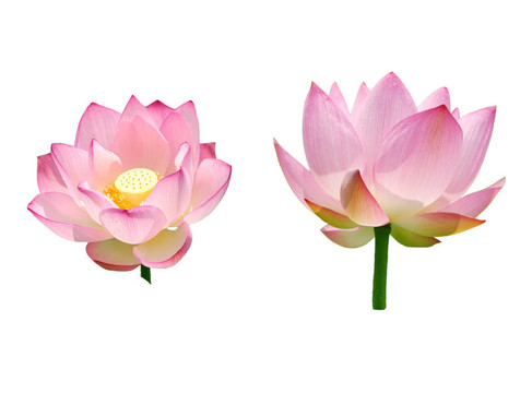 美麗的蓮花隔離