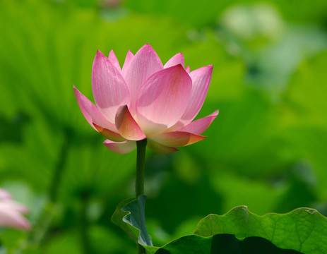 蓮花