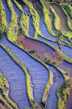 云南元陽梯田；中國