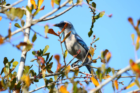 佛羅里達(dá)州杰伊（Aphelocoma coerulescens）擦洗