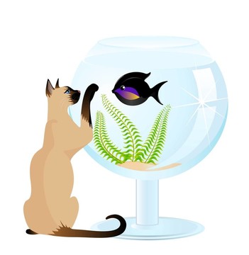 貓玩小魚