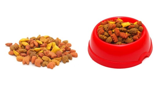 貓的食物