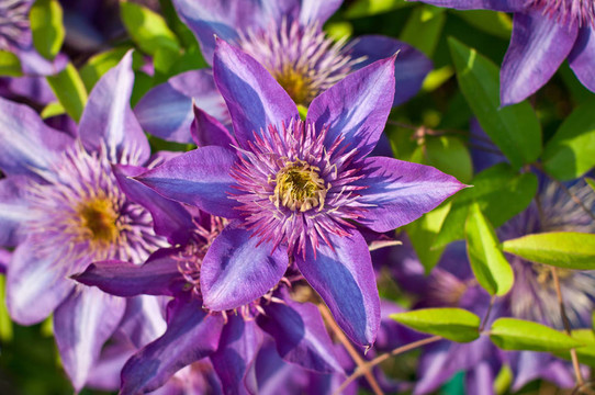 紫色的Clematis Flowers
