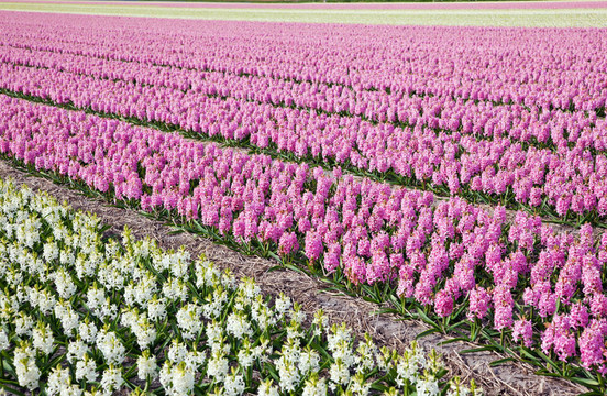 荷蘭花卉