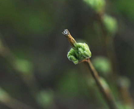 春天的花蕾。自然構(gòu)成。