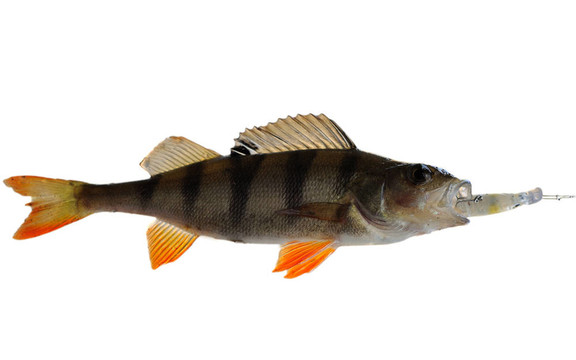 鱸魚
