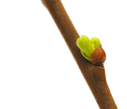 白芽春芽