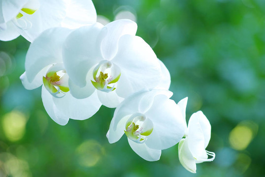 蘭花