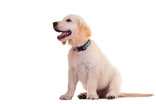 好奇的金毛獵犬