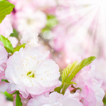 櫻桃樹粉色花朵