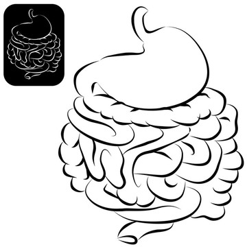 消化系統(tǒng)設(shè)置