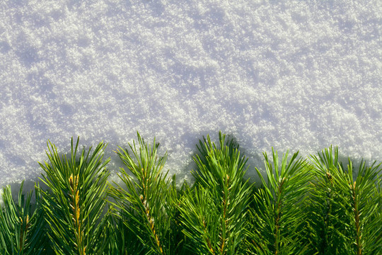 雪上松針