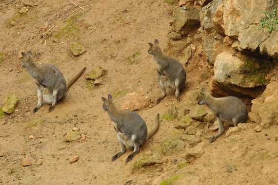 Cabarceno公園