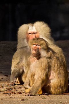 Monkey Baboon表情嚴(yán)肅