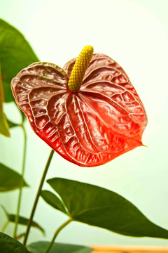 安祖花
