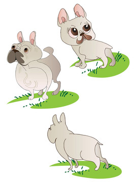 三圖紙的法國斗牛犬