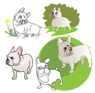 五圖紙的法國斗牛犬