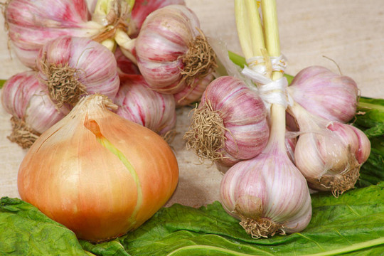 菜園中不同的新鮮蔬菜