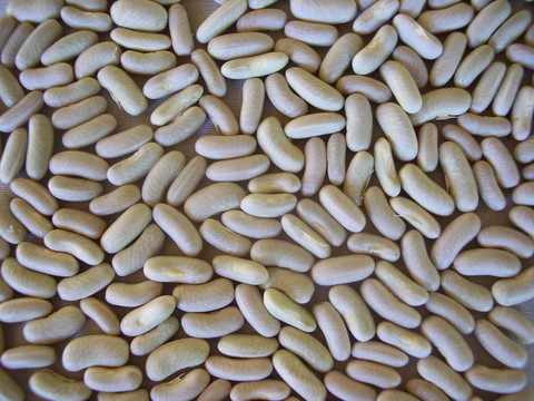菜豆種子