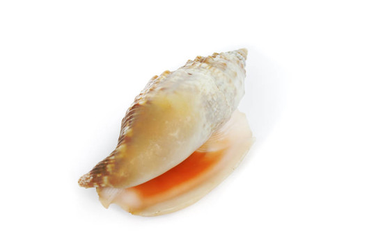 這是海洋的貝殼從海底