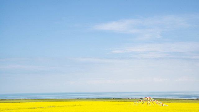 青海湖油菜花