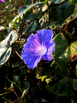 牽牛花