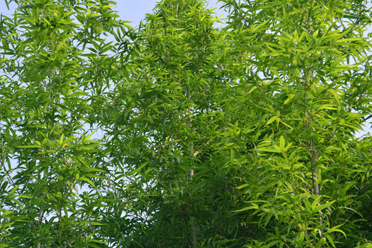 竹林