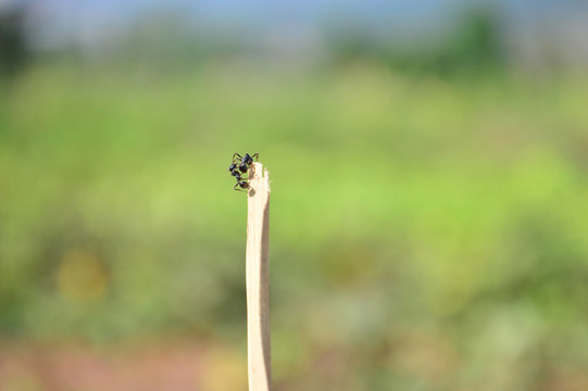 螞蟻