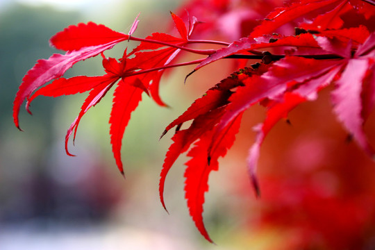 紅葉