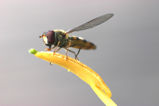 蜜蜂