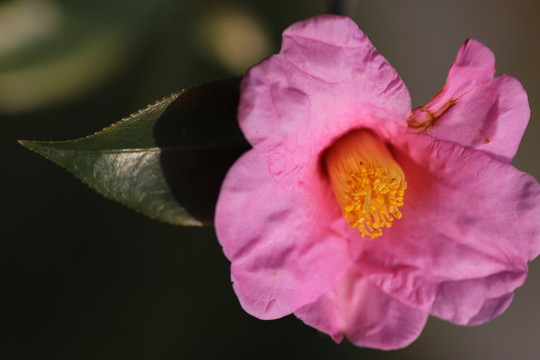 茶花