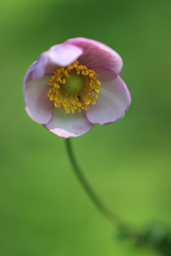 粉色花