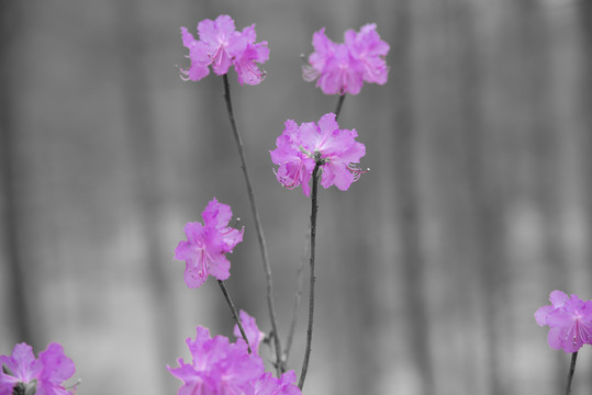 杜鵑花