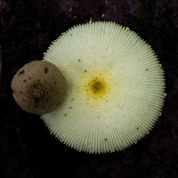 野蘑菇