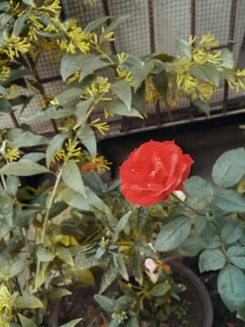 角落偷偷精彩的玫瑰花朵