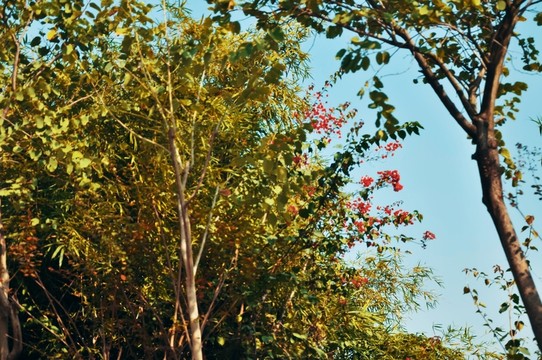 花與樹