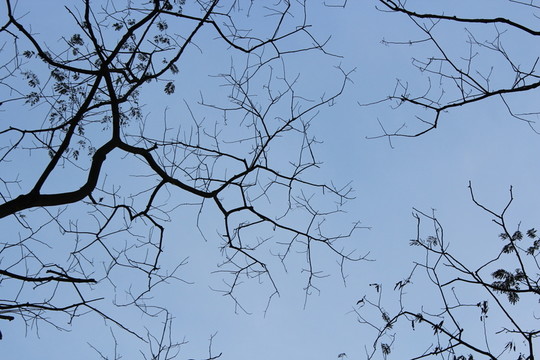 藍天樹枝素材
