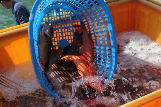 捕魚(yú)