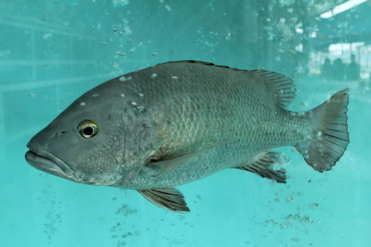 海鮮魚