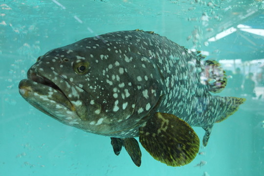 石斑魚