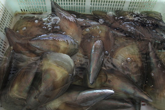 帶子