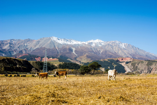 雪山下的牧場(chǎng)