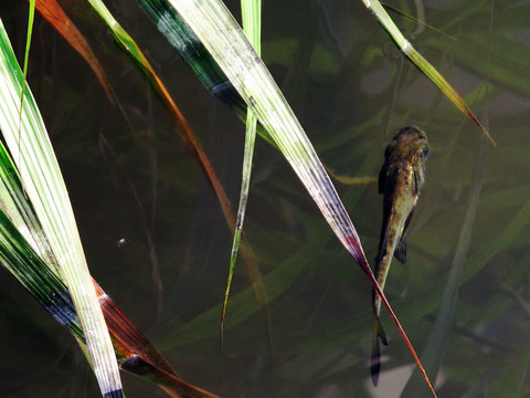 游魚(yú)
